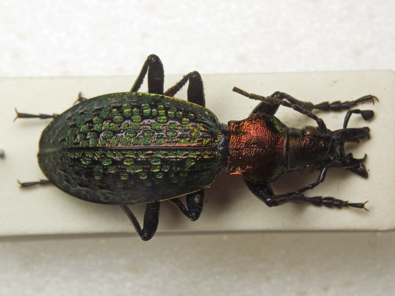 Carabus schrencki Motschulsky, 1860